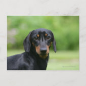 Black and Tan Miniture Dachshund 1 Briefkaart (Voorkant)