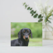 Black and Tan Miniture Dachshund 1 Briefkaart (Staand voorkant)