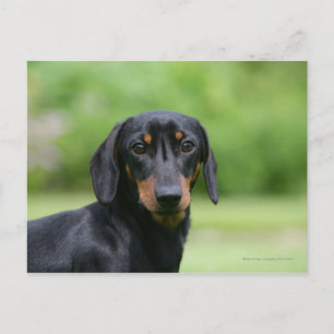 Black and Tan Miniture Dachshund 1 Briefkaart