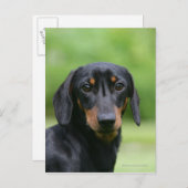 Black and Tan Miniture Dachshund 1 Briefkaart (Voorkant / Achterkant)