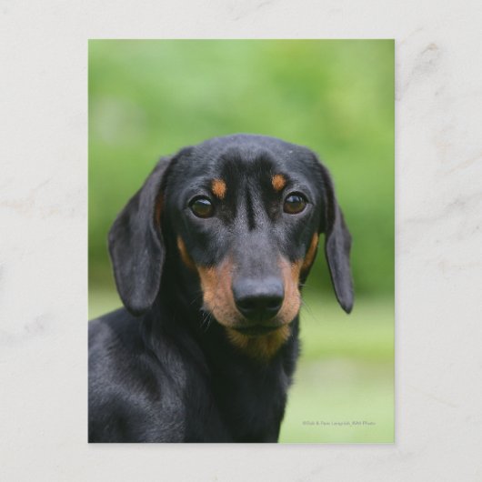 Black and Tan Miniture Dachshund 1 Briefkaart (Voorkant)