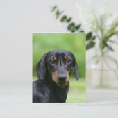 Black and Tan Miniture Dachshund 1 Briefkaart (Staand voorkant)