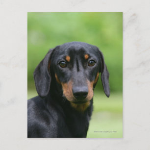 Black and Tan Miniture Dachshund 1 Briefkaart