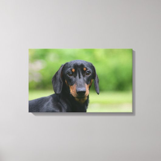 Black and Tan Miniture Dachshund 1 Canvas Afdruk (Voorkant)