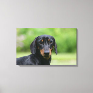 Black and Tan Miniture Dachshund 1 Canvas Afdruk