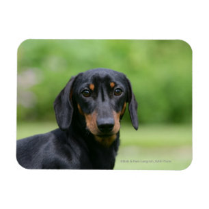 Black and Tan Miniture Dachshund 1 Magneet