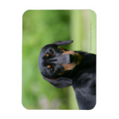 Black and Tan Miniture Dachshund 1 Magneet (Verticaal)