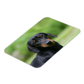 Black and Tan Miniture Dachshund 1 Magneet (Linkerzijde)