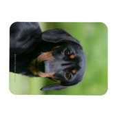 Black and Tan Miniture Dachshund 1 Magneet (Horizontaal)