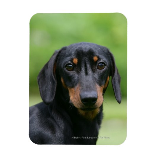 Black and Tan Miniture Dachshund 1 Magneet (Verticaal)
