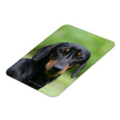 Black and Tan Miniture Dachshund 1 Magneet (Linkerzijde)