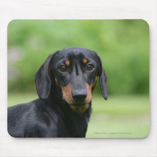 Black and Tan Miniture Dachshund 1 Muismat (Voorkant)