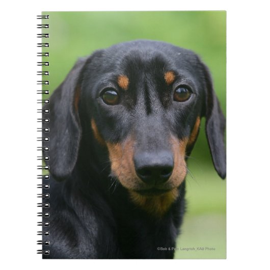 Black and Tan Miniture Dachshund 1 Notitieboek (Voorkant)