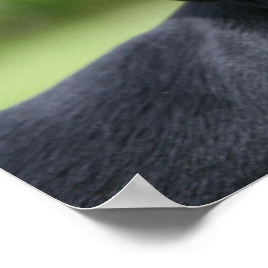 Black and Tan Miniture Dachshund 1 Poster (Hoek)