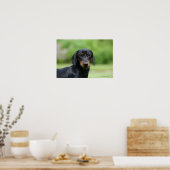 Black and Tan Miniture Dachshund 1 Poster (Keuken)