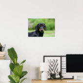 Black and Tan Miniture Dachshund 1 Poster (Thuiskantoor)