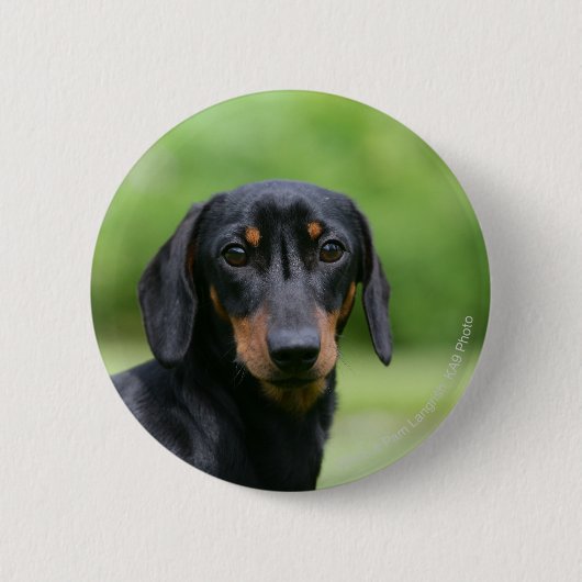 Black and Tan Miniture Dachshund 1 Ronde Button 5,7 Cm (Voorkant)