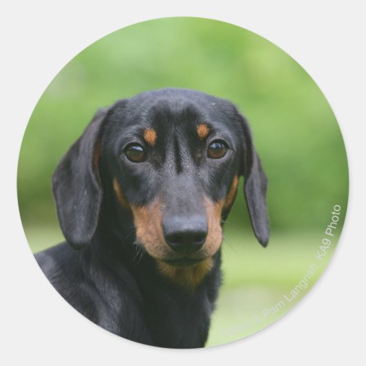 Black and Tan Miniture Dachshund 1 Ronde Sticker (Voorkant)