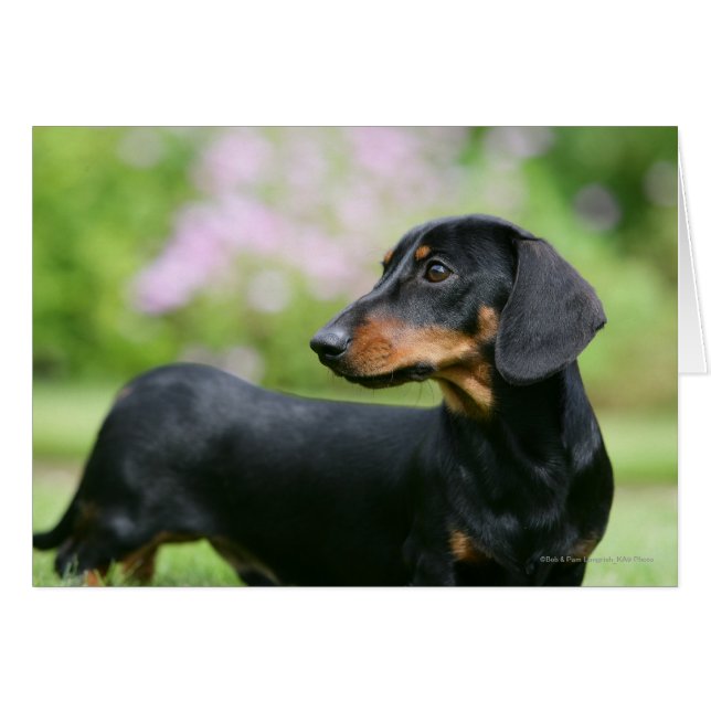Black and Tan Miniture Dachshund 2 (Voorkant Horizontaal)