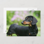 Black and Tan Miniture Dachshund 2 Briefkaart (Voorkant / Achterkant)