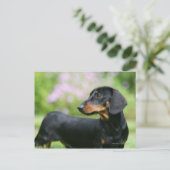Black and Tan Miniture Dachshund 2 Briefkaart (Staand voorkant)