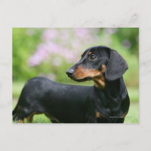 Black and Tan Miniture Dachshund 2 Briefkaart