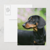 Black and Tan Miniture Dachshund 2 Briefkaart (Voorkant / Achterkant)
