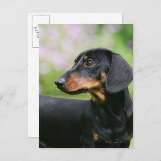 Black and Tan Miniture Dachshund 2 Briefkaart (Voorkant / Achterkant)