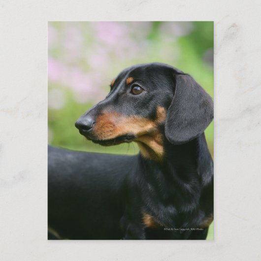 Black and Tan Miniture Dachshund 2 Briefkaart (Voorkant)