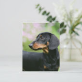 Black and Tan Miniture Dachshund 2 Briefkaart (Staand voorkant)