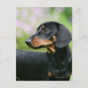 Black and Tan Miniture Dachshund 2 Briefkaart