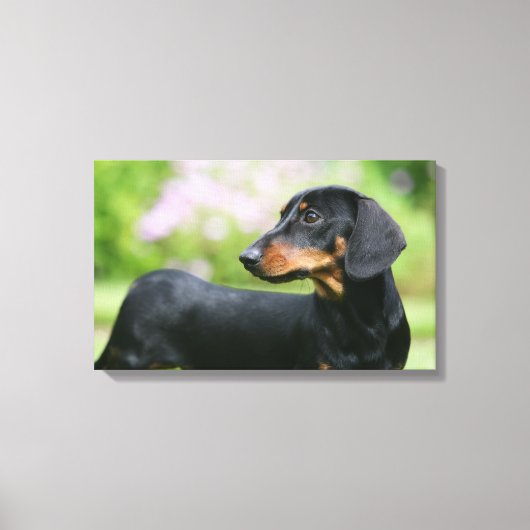 Black and Tan Miniture Dachshund 2 Canvas Afdruk (Voorkant)