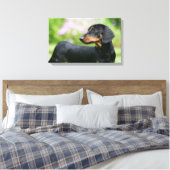 Black and Tan Miniture Dachshund 2 Canvas Afdruk (Insitu (Slaapkamer))