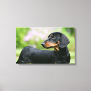 Black and Tan Miniture Dachshund 2 Canvas Afdruk