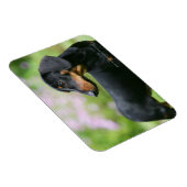 Black and Tan Miniture Dachshund 2 Magneet (Rechterzijde)