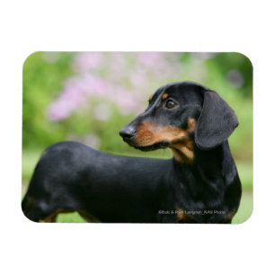 Black and Tan Miniture Dachshund 2 Magneet