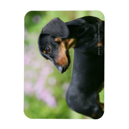 Black and Tan Miniture Dachshund 2 Magneet (Verticaal)