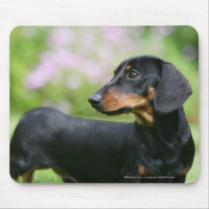 Black and Tan Miniture Dachshund 2 Muismat