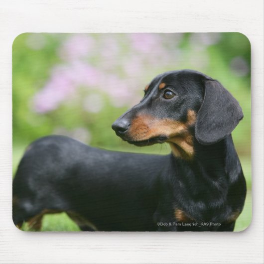 Black and Tan Miniture Dachshund 2 Muismat (Voorkant)