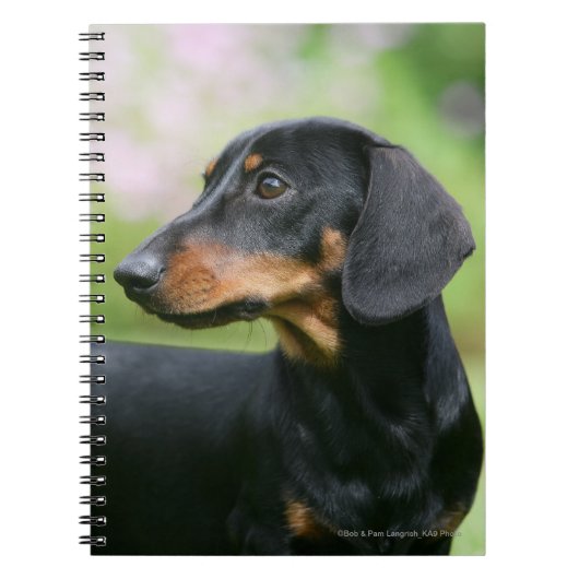 Black and Tan Miniture Dachshund 2 Notitieboek (Voorkant)