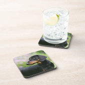 Black and Tan Miniture Dachshund 2 Onderzetter (Rechterzijde)