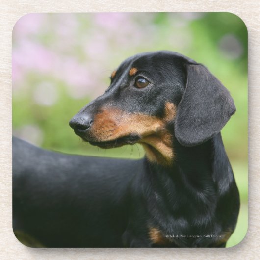Black and Tan Miniture Dachshund 2 Onderzetter (Voorkant)