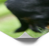 Black and Tan Miniture Dachshund 2 Poster (Hoek)