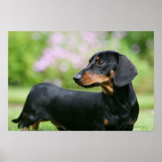 Black and Tan Miniture Dachshund 2 Poster (Voorkant)