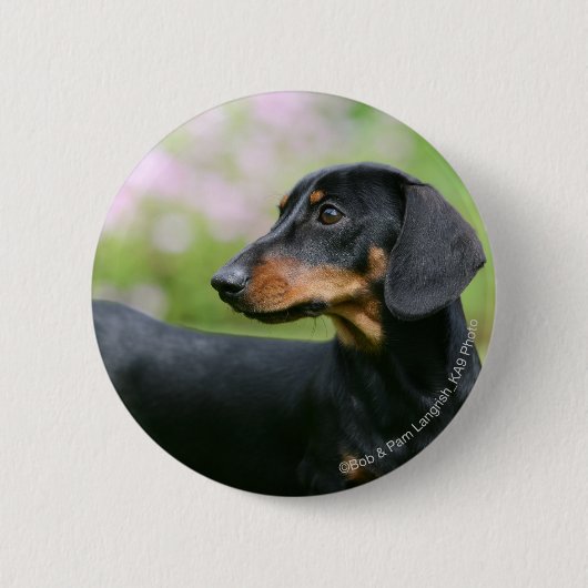 Black and Tan Miniture Dachshund 2 Ronde Button 5,7 Cm (Voorkant)