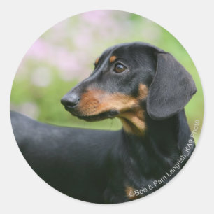 Black and Tan Miniture Dachshund 2 Ronde Sticker