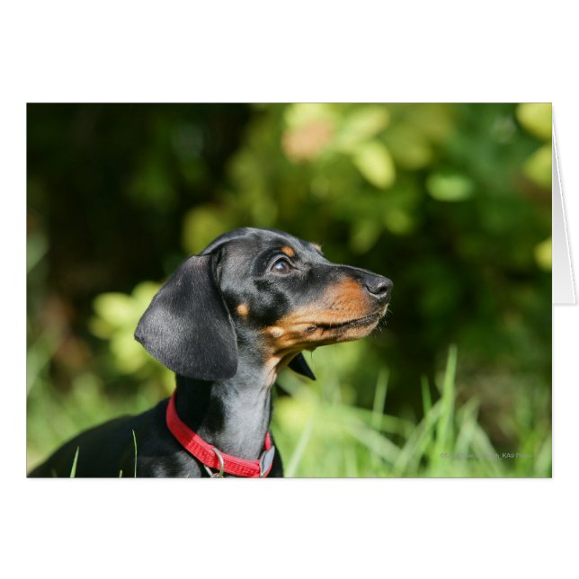 Black and Tan Miniture Dachshund 3 (Voorkant Horizontaal)