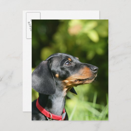 Black and Tan Miniture Dachshund 3 Briefkaart (Voorkant / Achterkant)