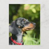 Black and Tan Miniture Dachshund 3 Briefkaart (Voorkant)