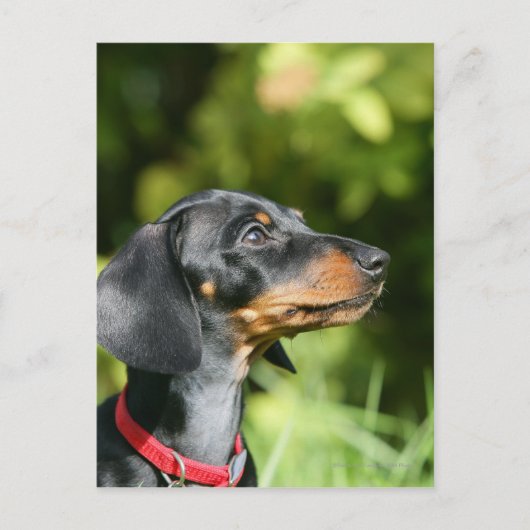 Black and Tan Miniture Dachshund 3 Briefkaart (Voorkant)